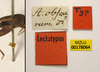 labels (syntype of Acridium obscurum). Depicts CollectionObject 1596019; 061e5411-3129-4bf0-aa07-258eef778bb1, MZLU178064, a CollectionObject.