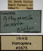 Other on Athysanella (Athysanella) deserta Blocker, 1988: Labels - Female. Labels for the female specimen. (Observation).