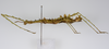 CollectionObject 1560528; 2abe92a5-f342-4add-a2b4-989ffd891834: copyright ZMUH, Hamburg. female, lateral view (syntype). (CollectionObject).