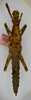 CollectionObject 1560408; 046f0330-fd0c-4ce3-8f24-551e720f7a72: copyright ANSP. female (holotype). (CollectionObject).