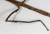 CollectionObject 1559001; 11854f69-fd51-4979-b3b0-4565cb6cf245: copyright MHNG Geneva. female hindleg, dorsal view (holotype). (CollectionObject).