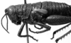 CollectionObject 1530197; 195dd9c7-6579-4bca-932e-548ddfbfed25: female head and pronotum, lateral view (lectotype). (CollectionObject).