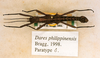 CollectionObject 1558295; 612fcd09-837d-419b-9588-527aab6bbb69: copyright Phil Bragg [in Chan coll.]. male (paratype). (CollectionObject).;CollectionObject 1558296; cb137b84-bb07-4cd2-b868-cb9f0ab5a3ac: copyright Phil Bragg [in Chan coll.]. male (paratype). (CollectionObject).;CollectionObject 1558297; 38b82f2f-4301-4527-b4cc-c3d5c48f2886: copyright Phil Bragg [in Chan coll.]. male (paratype). (CollectionObject).