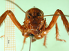 CollectionObject 1595444; d7e83f38-79e9-4254-a5c8-adec6dca8425: female, frontal view. (CollectionObject).