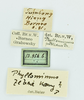 CollectionObject 1516274; 001c3e40-3e11-469b-aea2-84ebfb1c68a3: labels (male holotype). (CollectionObject).