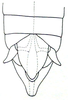 Pyrgacris relictus Descamps, 1968: Fig. 6. male abdomen tip, dorsal view. (Otu).