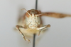 CollectionObject 1593076; 0393c1c0-9b88-4694-bacc-2f1fc987a9c5: male, frontal view (allotype). (CollectionObject).