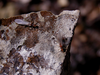 Soyedina vallicularia (Wu, 1923): R. E. DeWalt. Adults emerging on frosty morning, March 2007. (Otu).