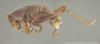 CollectionObject 1593805; 62a4fc62-32c1-4e7c-8581-18365889e3a7: male, lateral view (holotype). (CollectionObject).