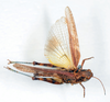 CollectionObject 1506408; 576ea323-6ec5-4e13-998d-94d45a155ee3: female, dorsal view (syntype). (CollectionObject).