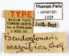 CC BY-NC-ND 4.0/MNHN - Depraetere Marion - 2014. Type, female, of magnifica Shelford, 1907. Specimen number: MNHN-EP-EP1025. http://coldb.mnhn.fr/catalognumber/mnhn/ep/ep1025. Depicts CollectionObject 1587158; MNHN(SF IMPORT DUPLICATE) MNHN-EP-EP1025, 98901b6b-d422-4163-9ecc-cc62d3924072, a CollectionObject.