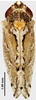 Habitus, dorsal view on Concavifer marmoratus Dlabola, 1960: female. (Observation).