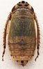 Habitus, dorsal view: !! display not done !! on Doratura stylata (Boheman, 1847): from Spain, Cuenca; male. (Observation).