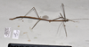 CollectionObject 1597526; 97a4e706-f278-43b8-8393-bbef818ca3df, QIMR T250927: copyright QM. male, lateral view (holotype). (CollectionObject).