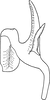 Aedeagus, lateral view on Arboridia (Arboridia) hussaini (Ghauri, 1963) now Arboridia (Arboridia) kermanshah (Dlabola, 1963): Aedeagus, lateral view. (Observation).