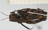 CollectionObject 1518026; 13a1d562-4c22-48af-8bd9-03bc3f6e37ce, NHMUK10924471: female, dorsal view (holotype). (CollectionObject).