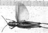CollectionObject 1565694; 52aa0a8d-51bf-49aa-8354-fcbaf45293f6: Image Carbonell, C.S. female, dorsal view (syntype). (CollectionObject).