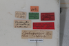 CollectionObject 1505597; 115debb9-a969-4567-8ba3-29bb6b007351: Female, labels (syntype). (CollectionObject).