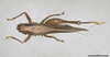 CollectionObject 2208340; MPEGMPEG 05035883, 54ca76cc-304e-48ea-832e-e9a6f5bc0905: Female habitus, dorsal view. (CollectionObject).