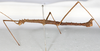 CollectionObject 1557776; db09e5e6-a031-42c2-8b75-5c488b61d0ea: copyright NMW. male, lateral view (syntype). (CollectionObject).;CollectionObject 1557777; 022a4bd5-75b3-4878-9016-fc44d8d98d1b: copyright NMW. male, lateral view (syntype). (CollectionObject).