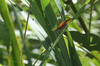 male in herbaceous vegetation at forest edge. Depicts CollectionObject 1575647; 89f94307-0963-470b-8068-be21d9044f15, a CollectionObject.