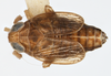 Habitus, dorsal view on Delphacodes lividus Beamer, 1948: (Observation).
