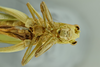 CollectionObject 1532476; 6b603065-3d3f-4c5a-8bc6-cc811a31d775: male head and thorax, ventral view (syntype). (CollectionObject).