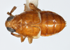 Habitus, dorsal view on Delphacodes sucineus Beamer, 1948: (Observation).