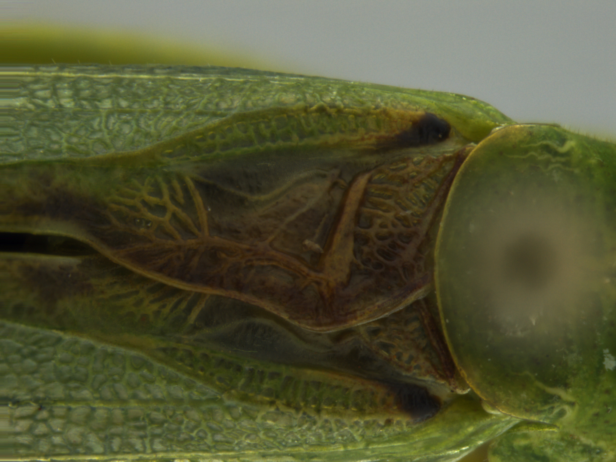 Orthoptera Species File - Anaulacomera (Anaulacomera) argentina Rehn, 1913