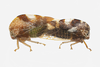 Live specimen on Cyrtolobus vau (Say, 1831): (Observation).