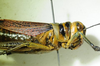 CollectionObject 1498688; 4746ba91-851a-4eab-8bfa-fe04b2b3381f: female head and pronotum, lateral view. (CollectionObject).