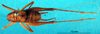 CollectionObject 1501006; 20e3406c-89aa-4f65-8a0b-437deca43e2e: male, dorsal view (lectotype). (CollectionObject).