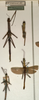 CollectionObject 1560556; NMW 743, 995663b3-587b-46a5-955a-960f39ed8d4e: copyright NMW, Vienna. male (holotype, bottom left). (CollectionObject).