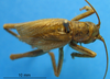 CollectionObject 1530661; 391e05a4-4981-4054-9bba-7256cb1eb93d: dorsal view (paralectotype). (CollectionObject).