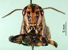 CollectionObject 1502300; 43592820-cf65-491a-87d4-f8a426432a00: female, frontal view (syntype). (CollectionObject).