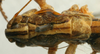 CollectionObject 1516797; 1b384fff-8b4c-4916-b704-604cd3ebf5eb: male pronotum, dorsal view (syntype). (CollectionObject).
