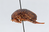 CollectionObject 2741439; 77c562c4-dfd1-49c7-b19f-80e8d77af314, CNCI 311947: Ceuthophilus sallei. Lateral view. (CollectionObject).