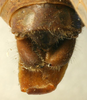 CollectionObject 1517023; b5359059-c29d-4268-86d4-7ad6872750dc: male cerci (holotype of Meroncidius indistinctus). (CollectionObject).