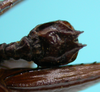 CollectionObject 1544439; 6dfcd56e-0989-4694-a481-df0b43db4c27: male subgenital plate ventral view (holotype). (CollectionObject).