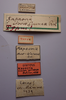 CollectionObject 1506817; 95dc6298-f185-473d-ab51-411dcf2d5e5a: labels (holotype). (CollectionObject).