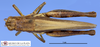 CollectionObject 1514304; a07d32c9-6cbb-4dd6-b7d5-d83b87ccf7ef, MLP3594/2: female, dorsal view (paratype). (CollectionObject).