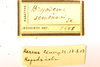 CollectionObject 1589297; d8178254-569b-4c0e-9610-a0a0c64fd75a: labels (paratype). (CollectionObject).