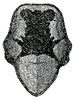 Axylus thoracicus (Dohrn, 1905): Pl. XV, Fig. 9 (specimen from Obi Island). dorsal view of male pronotum. (Otu).