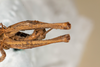 CollectionObject 1537339; 61d365f1-11bd-44b2-ab9d-920770231826: male, ventral view (syntype #2). (CollectionObject).