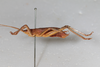 CollectionObject 1506604; e0526675-9fdd-412b-9306-9e352c5c2876: male, lateral view (syntype). (CollectionObject).