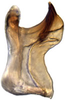 Aedeagus, lateral view: Scaphoideus omani, aedeagus, laterally (INHS). (Observation).