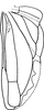 Hind wing: Hind wing. (Observation).