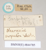 CollectionObject 1559814; 2a298c8a-596c-4db2-aba1-84063b998a7b: copyright Natural History Museum, London. female, data labels of Necroscia sarpedon (syntype). (CollectionObject).;CollectionObject 1559815; 3368a023-0585-4ab9-967a-1f3367d9a27c: copyright Natural History Museum, London. female, data labels of Necroscia sarpedon (syntype). (CollectionObject).