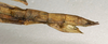 CollectionObject 1560343; NMW 1109, 7e7a2e7f-b7a4-4d05-97b9-0e50d0531ece: copyright NMW, Vienna. female: end of abdomen, lateral view of synonym Sipyloidea normalis (plt). (CollectionObject).