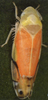 Habitus, dorsal view: !! display not done !! on Eurhadina (Eurhadina) pulchella (Fallén, 1806): Habitus (female). (Observation).
